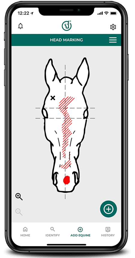 Equine Markings